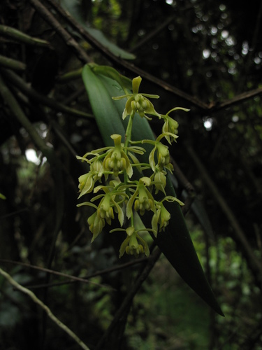 Epidendrum bivalve Lindl.