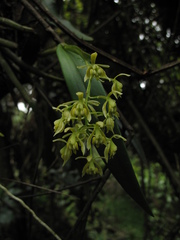 Epidendrum bivalve