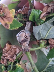 Neuroterus quercusbatatus