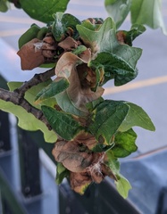 Neuroterus quercusbatatus