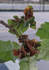 Neuroterus quercusbatatus