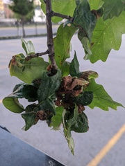 Neuroterus quercusbatatus