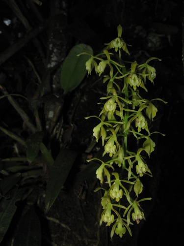 Epidendrum bivalve Lindl. 2