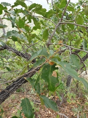 Quercus tuberculata