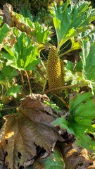 Gunnera tinctoria