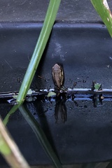 Osteopilus septentrionalis