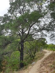 Pinus cembroides lagunae