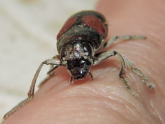 Megalostomis pyropyga