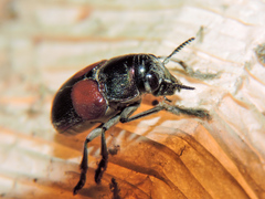 Megalostomis pyropyga