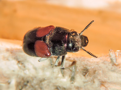 Megalostomis pyropyga