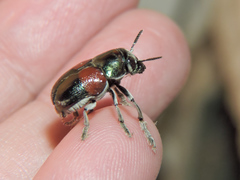 Megalostomis pyropyga