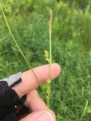 Carex conoidea