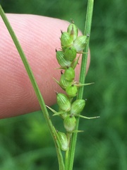 Carex conoidea