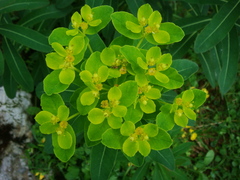 Euphorbia austriaca