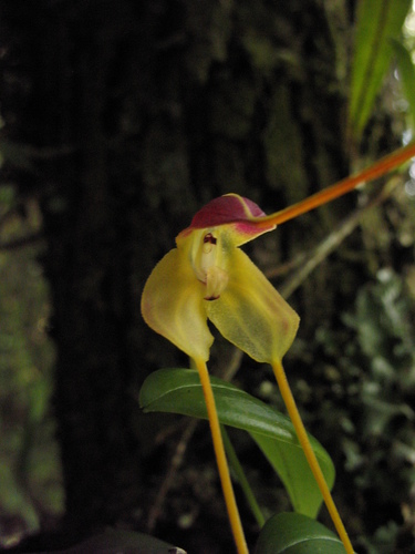 Masdevallia arminii