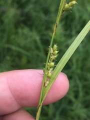 Carex conoidea
