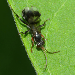 Dipogon calipterus