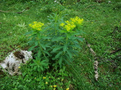 Euphorbia austriaca