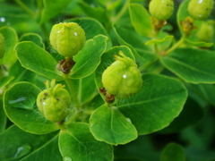 Euphorbia austriaca