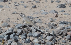 Callisaurus draconoides rhodostictus
