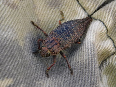 Dicerca aino
