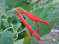 Salvia pubescens