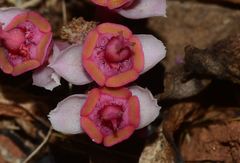Euphorbia khandallensis