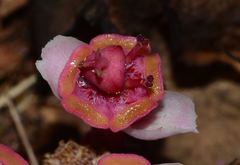 Euphorbia khandallensis