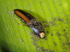 Physorhinus distigma