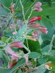 Salvia pubescens