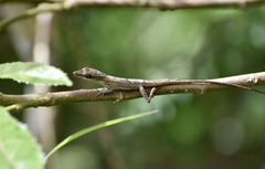 Anolis rejectus