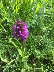Dactylorhiza praetermissa