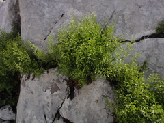 Asplenium fissum