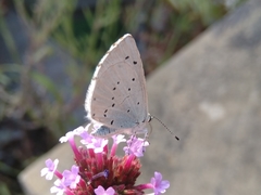 Celastrina argiolus