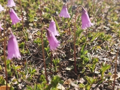 Soldanella