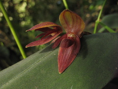Pleurothallis linguifera