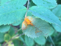 Phragmidium tuberculatum