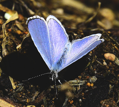 Celastrina echo