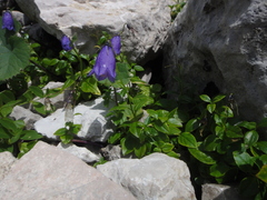 Campanula pulla
