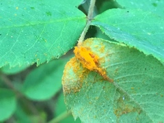 Phragmidium tuberculatum