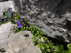 Campanula pulla