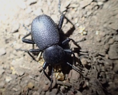 Eleodes parvicollis