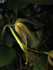 Pleurothallis phalangifera