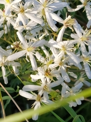 Clematis lathyrifolia