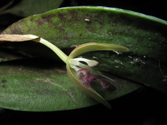 Pleurothallis talpinaria