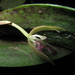 Pleurothallis talpinaria - Photo (c) Mateo Hernandez Schmidt, algunos derechos reservados (CC BY-NC-SA), subido por Mateo Hernandez Schmidt