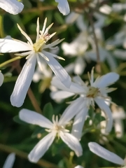 Clematis lathyrifolia