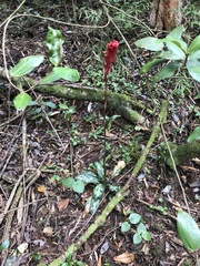Stenorrhynchos albidomaculatum