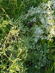 Clematis lathyrifolia