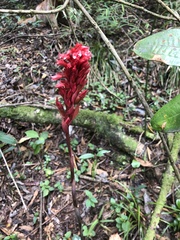Stenorrhynchos albidomaculatum